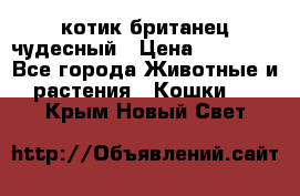 котик британец чудесный › Цена ­ 12 000 - Все города Животные и растения » Кошки   . Крым,Новый Свет